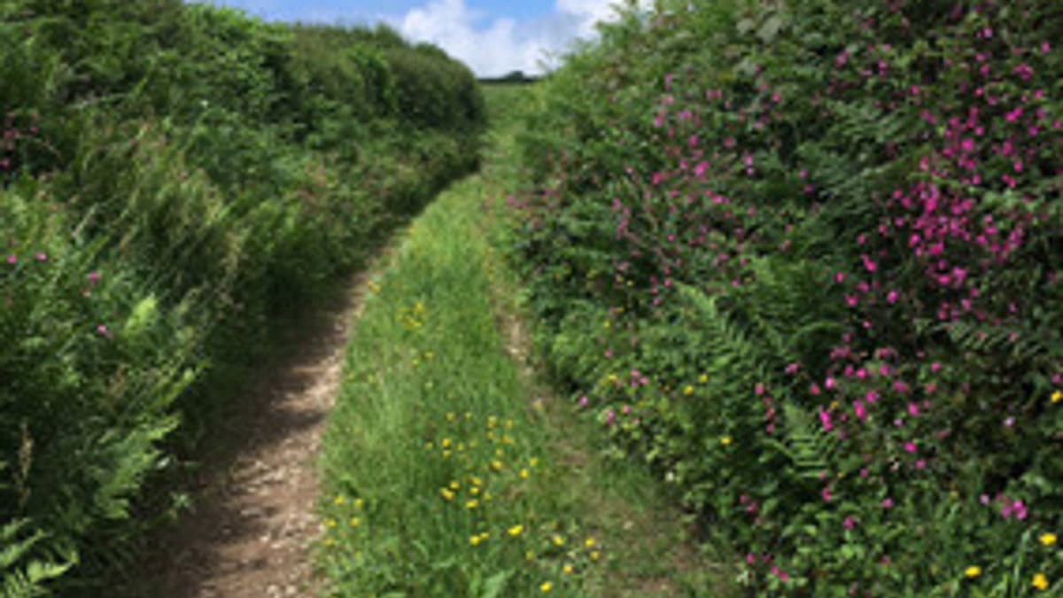 It’s hay fever season